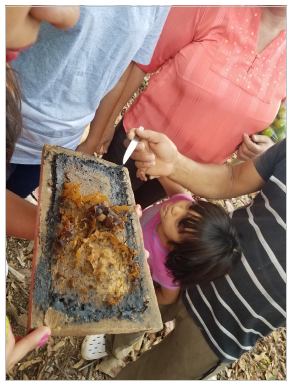 Producción de miel de abeja sin aguijón “Chumelo”